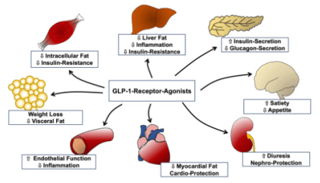 פעולת החומר הפעיל בתרופות לירידה במשקל