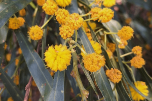 המלצות לפסח